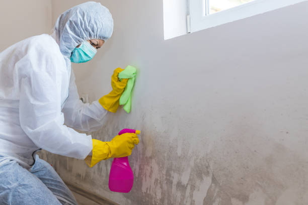 Mold Documentation for Insurance Claims in Rio Rancho, NM